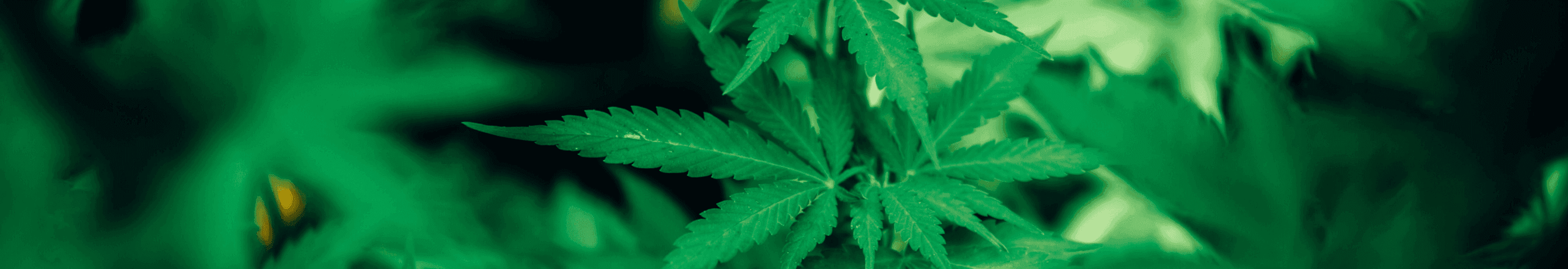 grüne Cannabis Pflanze 