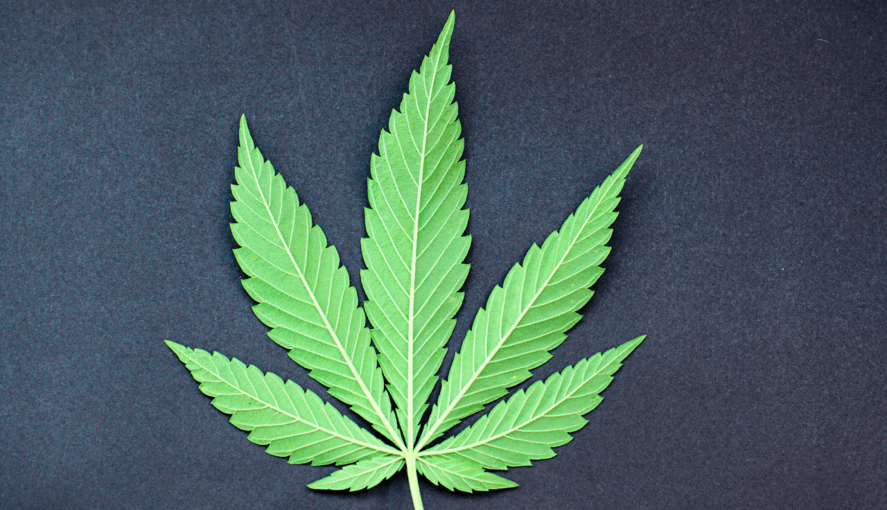grüne Cannabis Pflanze 