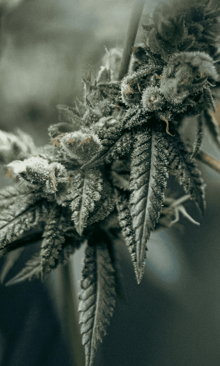 dunkelgrüne Cannabis Pflanze