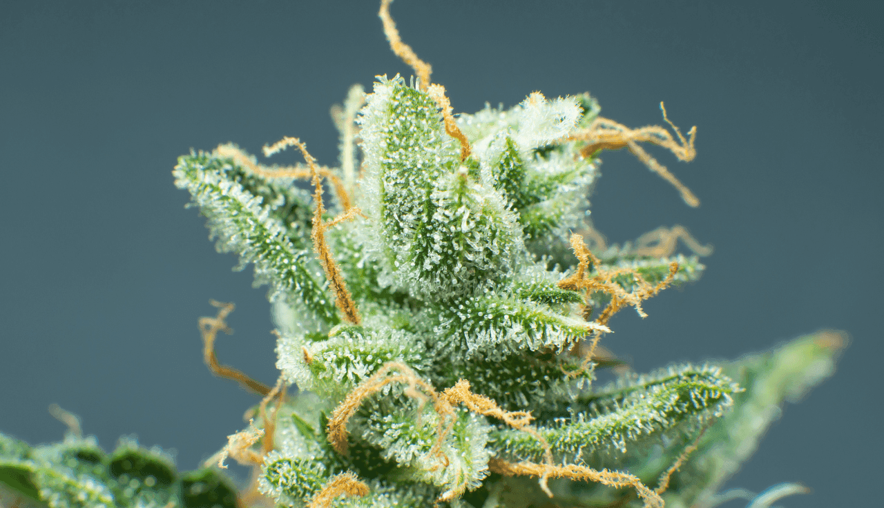 grüne Cannabis Pflanze 
