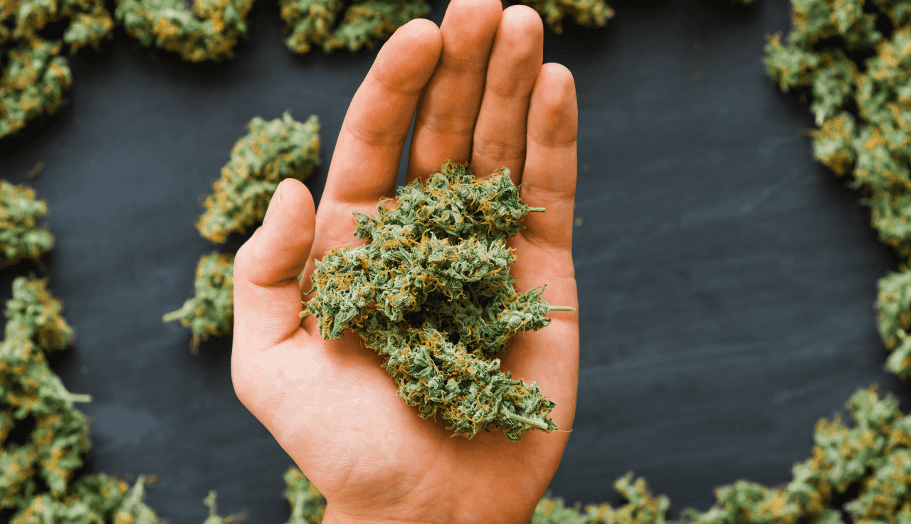 Hand hält Cannabis Blüte